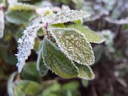 روشهای مبارزه با سرما زدگی در گیاهان