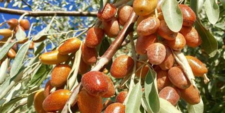رتبه نخست آذربایجان شرقی در تولید سنجد در کشور