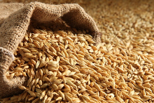 پیش بینی تحقق بیش از ۵۰ درصد برنامه تولید بذر جو در شرایط خشکسالی