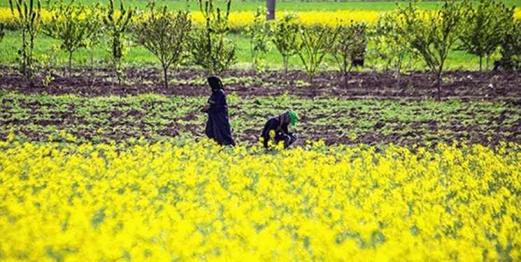 قیمت خرید تضمینی هر کیلو کلزا ۱۵ هزار تومان تعیین شد /کشت ۷۲۰ هزار هکتاری پاییزه در آذربایجان‌شرقی
