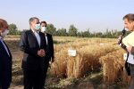 در چهارمین روز از هفته ی جهاد کشاورزی وزیر جهاد کشاورزی بهمراه  دکتر خیام نکویی ، از مزارع تحقیقاتی غلات موسسه تحقیقات اصلاح و تهیه نهال و بذر بازدید نمودند