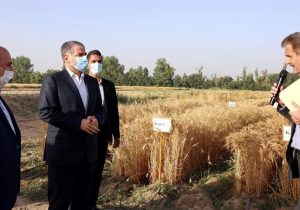 در چهارمین روز از هفته ی جهاد کشاورزی وزیر جهاد کشاورزی بهمراه  دکتر خیام نکویی ، از مزارع تحقیقاتی غلات موسسه تحقیقات اصلاح و تهیه نهال و بذر بازدید نمودند