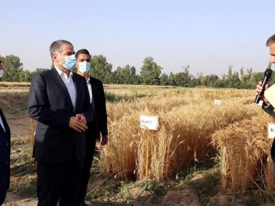 در چهارمین روز از هفته ی جهاد کشاورزی وزیر جهاد کشاورزی بهمراه  دکتر خیام نکویی ، از مزارع تحقیقاتی غلات موسسه تحقیقات اصلاح و تهیه نهال و بذر بازدید نمودند