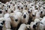 ایران ۶۴ میلیون راس دام سبک دارد/به ازای هر ایرانی ۰٫۷۵ دام سبک درکشور وجود دارد