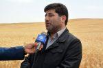 دستاورد جدید و مهم دولت سیزدهم در آذربایجان شرقی /خرید تضمینی گندم رکورد ۶ ساله زد