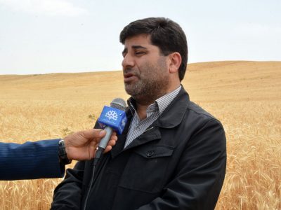 دستاورد جدید و مهم دولت سیزدهم در آذربایجان شرقی /خرید تضمینی گندم رکورد ۶ ساله زد
