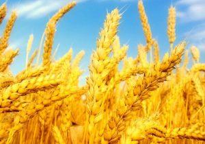 افزایش ۲۰ درصدی سطح زیر کشت دیمزارهای کشور در طرح جهش تولید