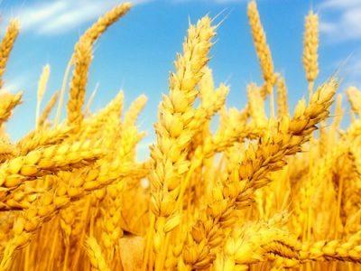 افزایش ۲۰ درصدی سطح زیر کشت دیمزارهای کشور در طرح جهش تولید