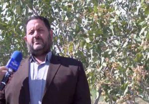 پیش بینی برداشت ۴۰۰۰ تن پسته از باغات یامچی