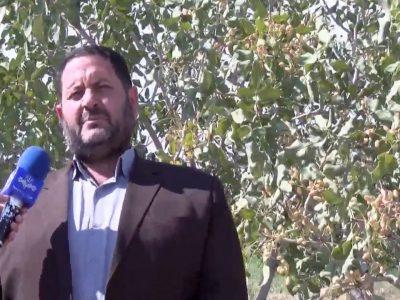 پیش بینی برداشت ۴۰۰۰ تن پسته از باغات یامچی